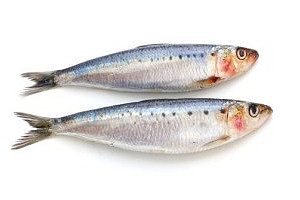 sardines sardines